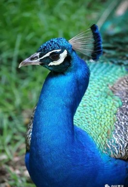 探索自然界丰富多彩蓝色名称及背后的文化寓意