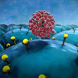 【奥密克戎变异株致重症比例比流感低
 ,奥密克戎o是什么意思】