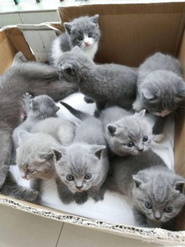 猫猫耶24小时自助下单网站
 （耶猫app）