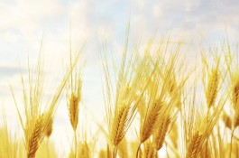 麦子涨点赞网站：小众社区运营，靠独特内容沉淀吸引大量用户