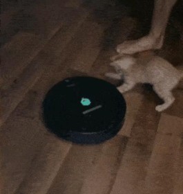 猫猫耶在线打开
 （猫猫com）