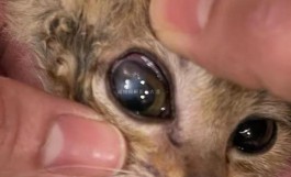 辽宁新增3例本土病例 均在大连
 ,辽宁新增3例本土病例 均在大连吗