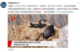 山西发生野生天鹅禽流感疫情
 （山西发生野生天鹅禽流感疫情最新消息）