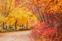 晨曦之美：象征新生，带来希望，赋予力量与温暖的自然奇迹