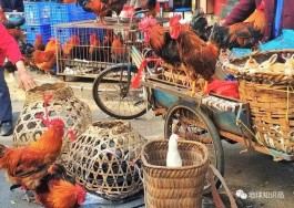 北京禽流感最新消息
 （北京禽流感最新消息新闻）